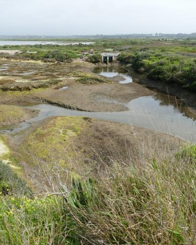 A dirt path through coastal vegetation with a bilingual Portuguese/English "Tsunami Hazard Zone" and "No Exit" sign on the right.