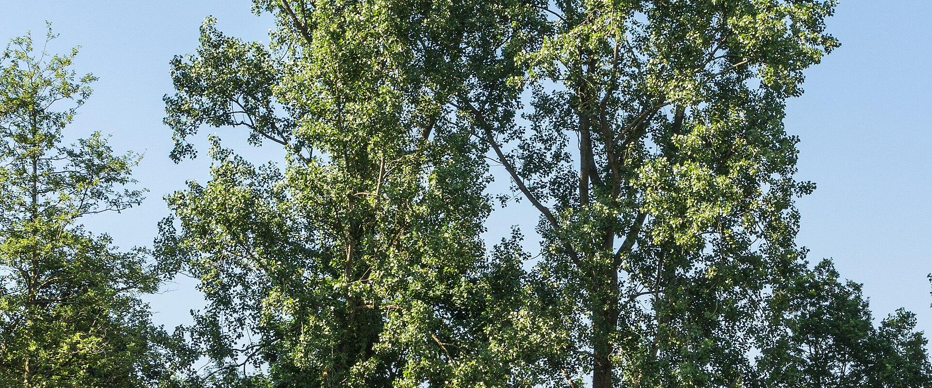 Hortus Haren d