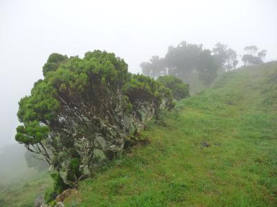 A foggy, grassy hillside with juniper-like trees and lichen-covered branches, likely taken from a hiking trail in a mountainous or coastal region.