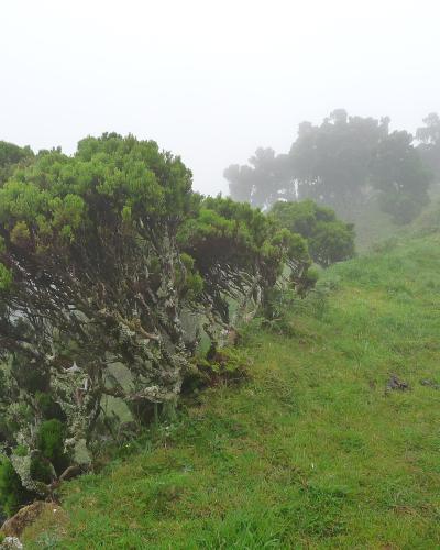 A foggy, grassy hillside with juniper-like trees and lichen-covered branches, likely taken from a hiking trail in a mountainous or coastal region.