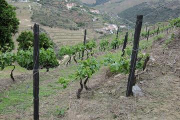 Vale de Mendiz