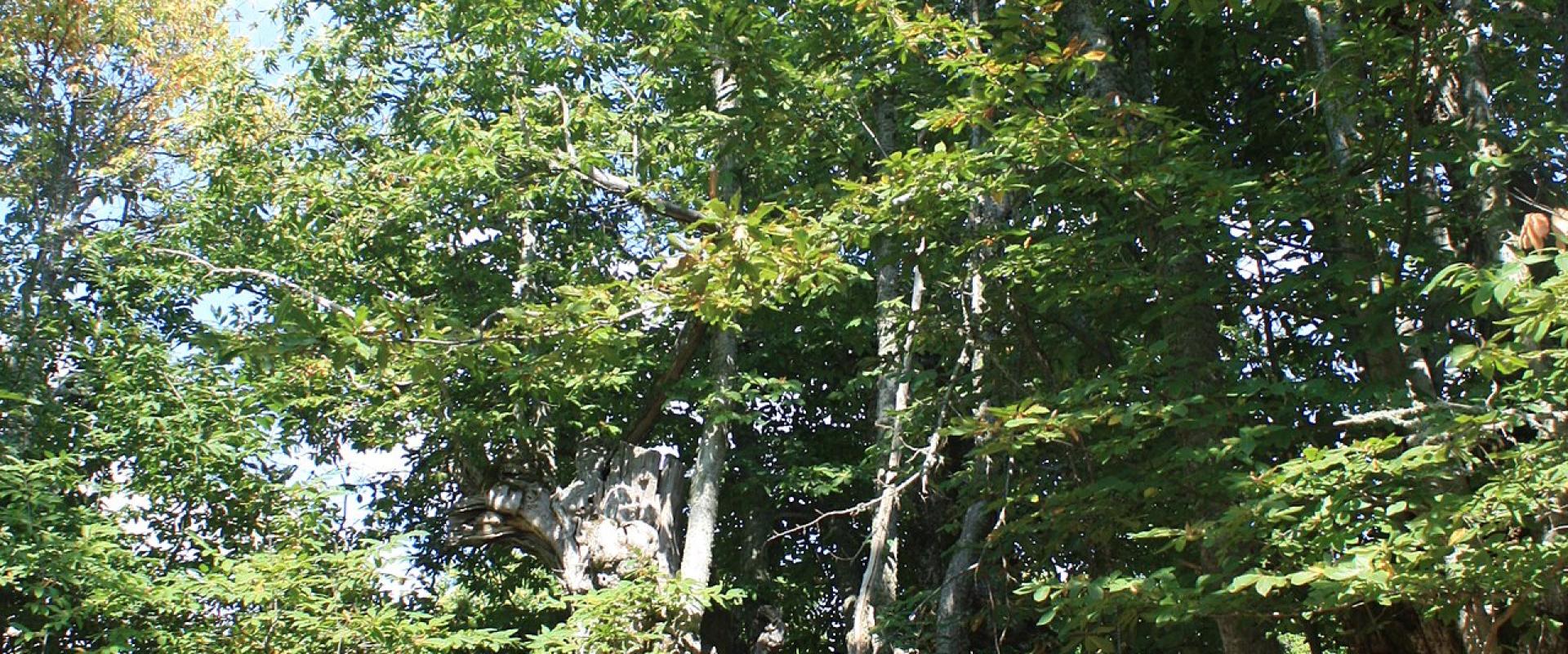 European Chestnut Tree