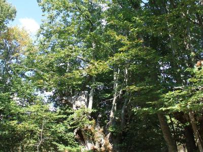 A large, ancient, hollowed-out tree trunk surrounded by younger trees and green foliage in a forest setting, with a small wooden post visible in the foreground.