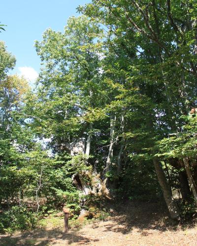 A large, ancient, hollowed-out tree trunk surrounded by younger trees and green foliage in a forest setting, with a small wooden post visible in the foreground.