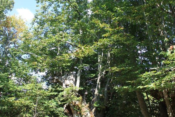 European Chestnut Tree