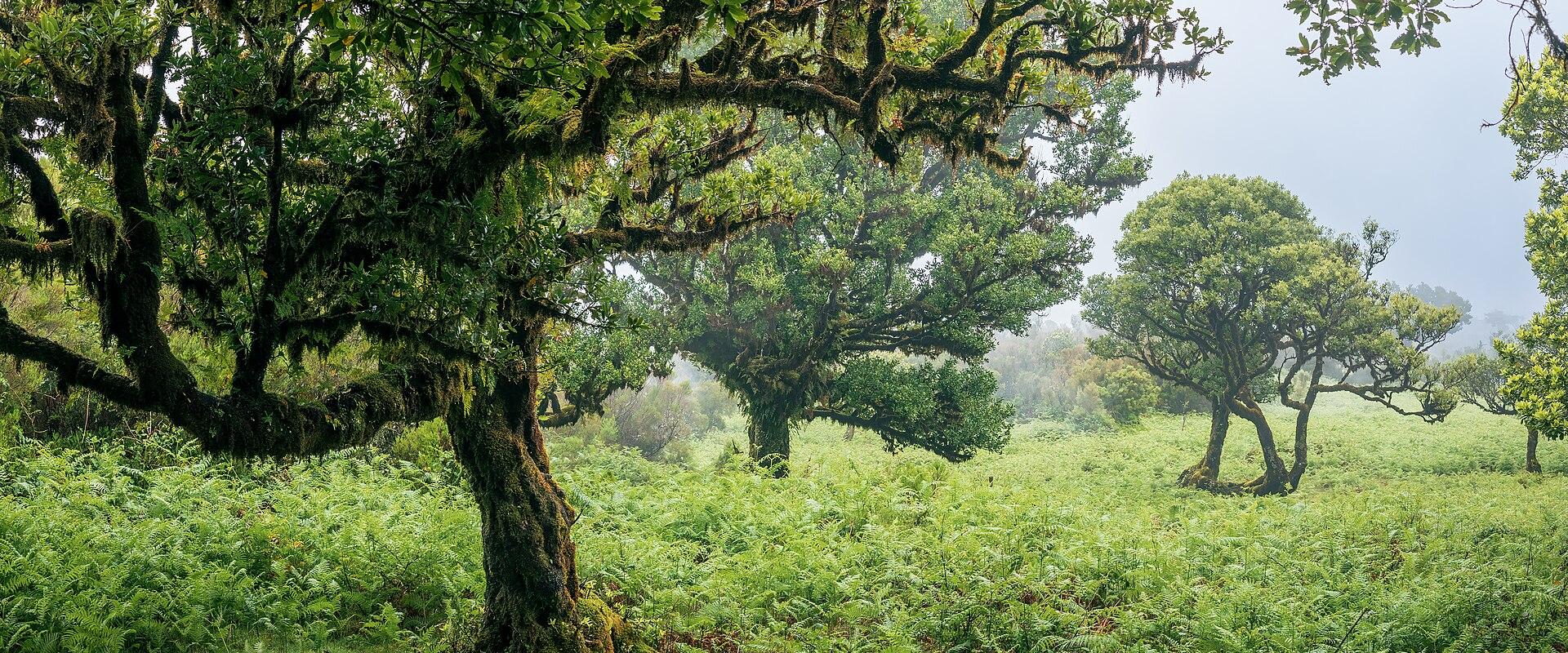 Fanal Forest