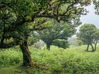 Fanal Forest
