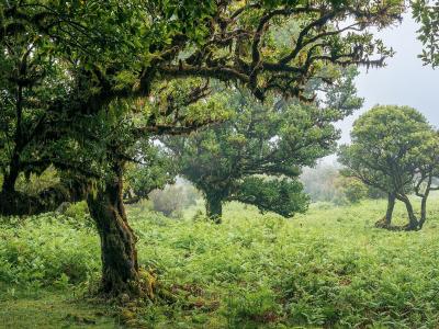 Ancient laurel trees rising above ferns in Fanal Forest, Madeira
