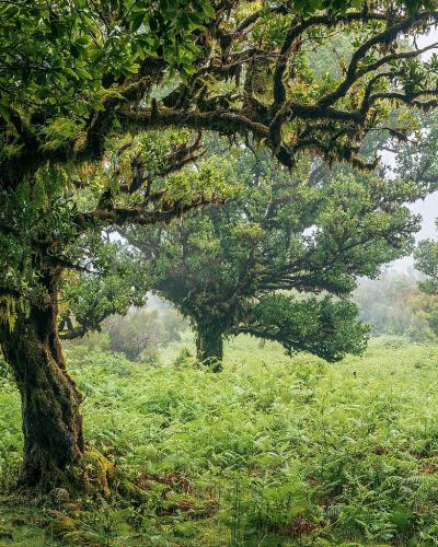 Ancient laurel trees rising above ferns in Fanal Forest, Madeira