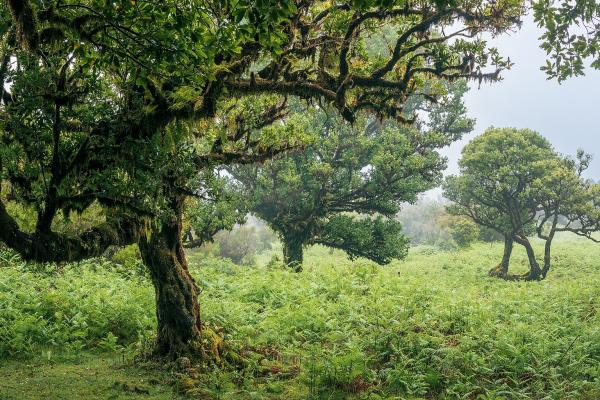 Fanal Forest