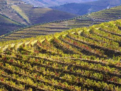 Terraced vineyards of Quinta do Seixo in the Douro valley