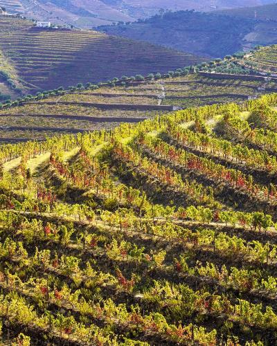 Terraced vineyards of Quinta do Seixo in the Douro valley