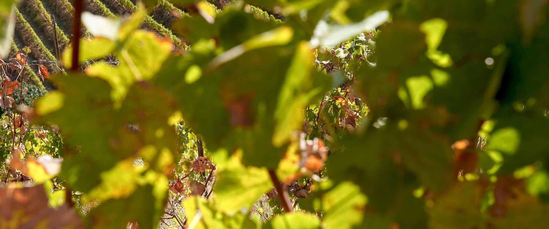 Vineyards of the Douro Valley