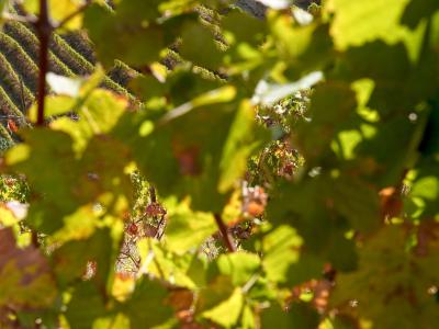 Close-up view of green grapevine leaves with some browning, through which terraced vineyard rows are visible in the background.