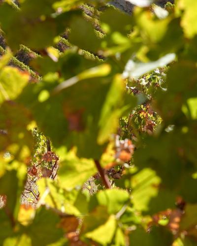 Close-up view of green grapevine leaves with some browning, through which terraced vineyard rows are visible in the background.