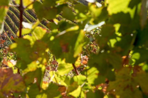 Vineyards of the Douro Valley