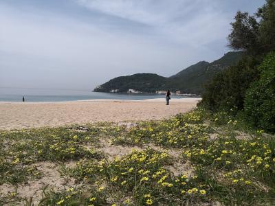 A sandy beach with yellow wildflowers in the foreground, a person standing on the sand, and a green, hilly coastline with buildings in the distance under a cloudy sky.