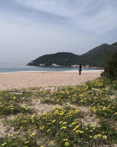 A sandy beach with yellow wildflowers in the foreground, a person standing on the sand, and a green, hilly coastline with buildings in the distance under a cloudy sky.