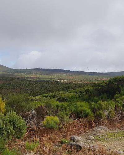 Moorland and low hills on the Paul da Serra plateau, Madeira