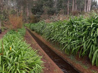 The Levada do Rei irrigation channel lined with agapanthus on Madeira