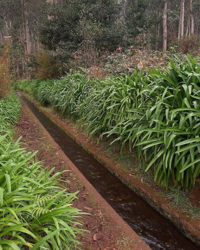 The Levada do Rei irrigation channel lined with agapanthus on Madeira