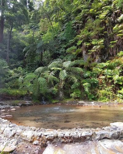 The image shows a waterfall cascading over mossy, mineral-stained rocks into a pool, surrounded by dense, lush green vegetation.