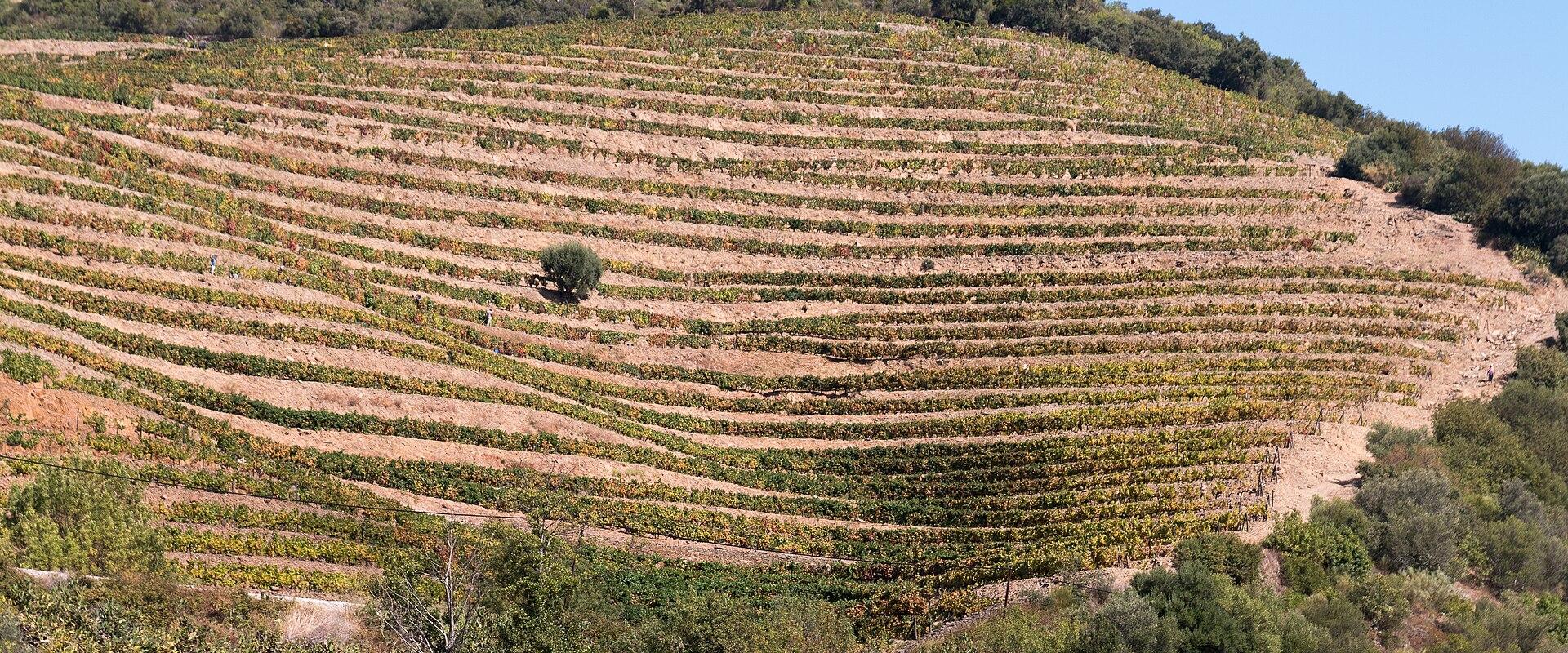 Douro Terroir Wine Tasting