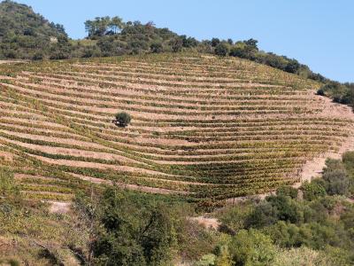 A landscape photograph showing steep, terraced vineyards on a hillside under a blue sky with white clouds, featuring rows of grapevines and scattered 