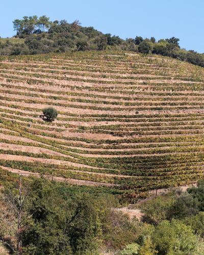 A landscape photograph showing steep, terraced vineyards on a hillside under a blue sky with white clouds, featuring rows of grapevines and scattered 