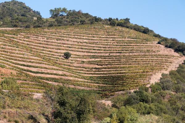 Douro Terroir Wine Tasting