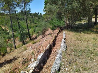 A low, weathered stone channel or trough running along a dry, grassy hillside, flanked by pine and olive trees under a blue sky.