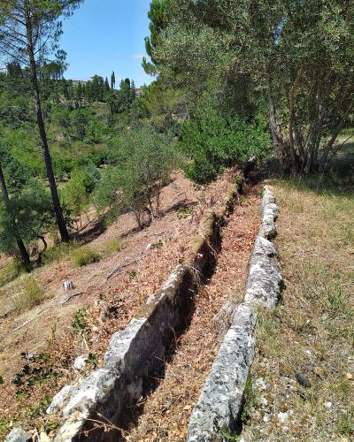 A low, weathered stone channel or trough running along a dry, grassy hillside, flanked by pine and olive trees under a blue sky.