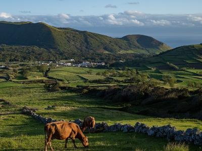 Cows grazing among green pastures and volcanic hills on Graciosa Island, Azores