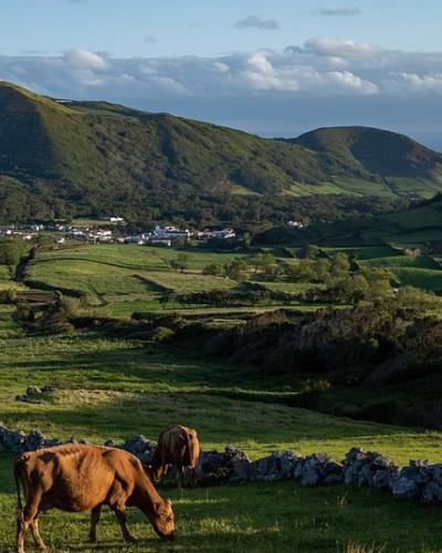 Cows grazing among green pastures and volcanic hills on Graciosa Island, Azores