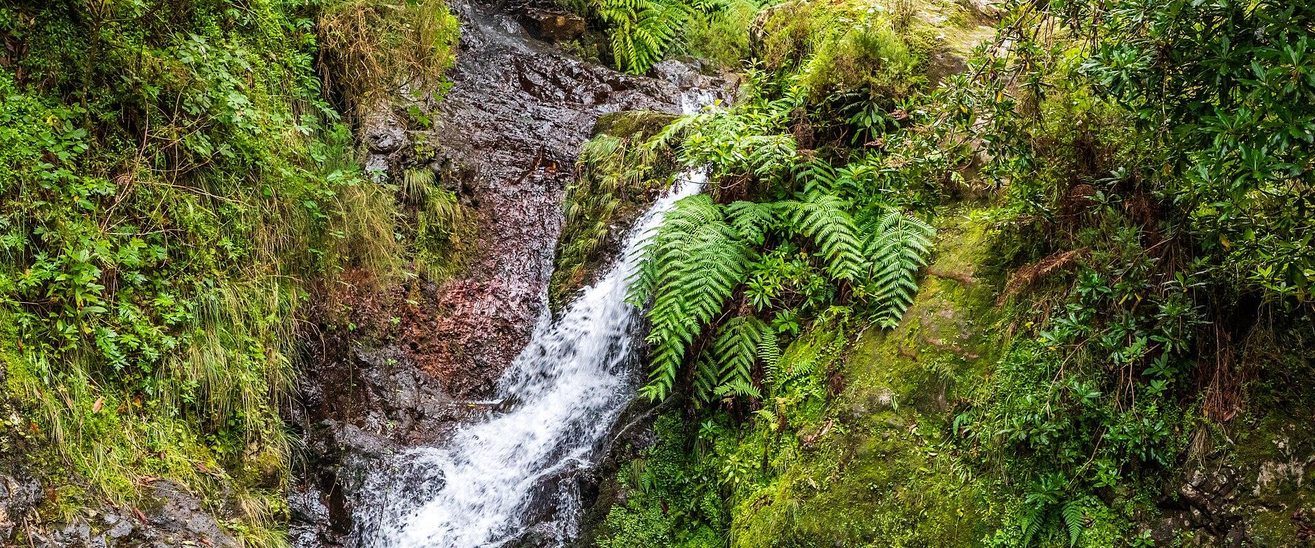 Primeval Laurel Forest
