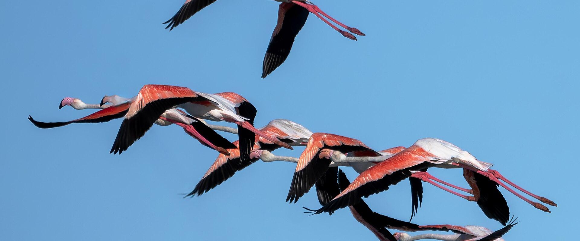 Flamingos in flight over the Ria Formosa