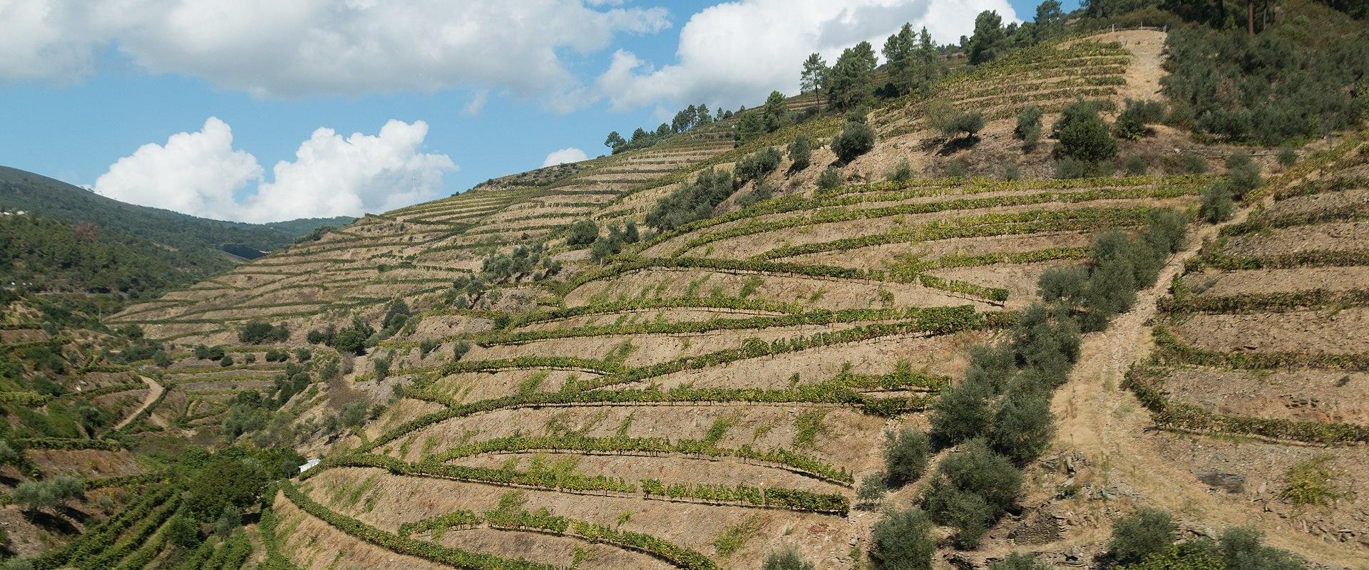 Douro Premium Tasting Tour