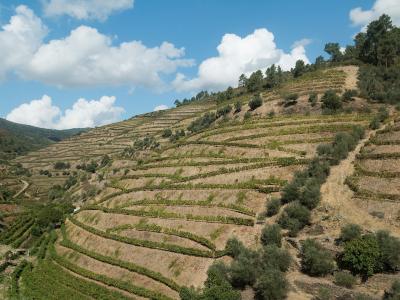 A landscape photograph showing steep, terraced vineyards on a hillside under a blue sky with white clouds.
