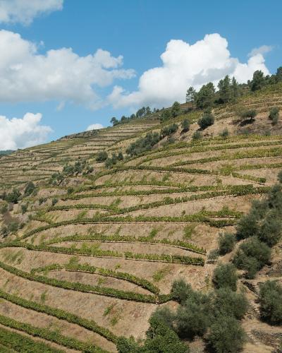 A landscape photograph showing steep, terraced vineyards on a hillside under a blue sky with white clouds.