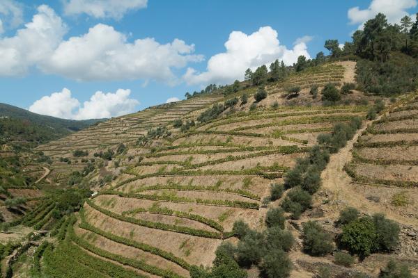 Douro Premium Tasting Tour