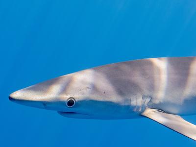 Tiburón azul (Prionace glauca), canal Fayal-Pico, islas Azores, Portugal, 2020-07-27, DD 14