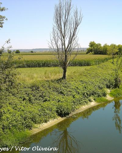 A calm river flowing through a lush green landscape with agricultural fields in the background and trees lining the banks under a clear blue sky.