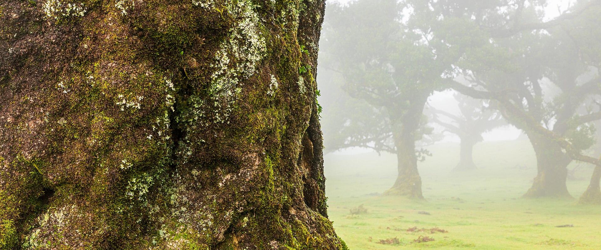 Hiking Madeira