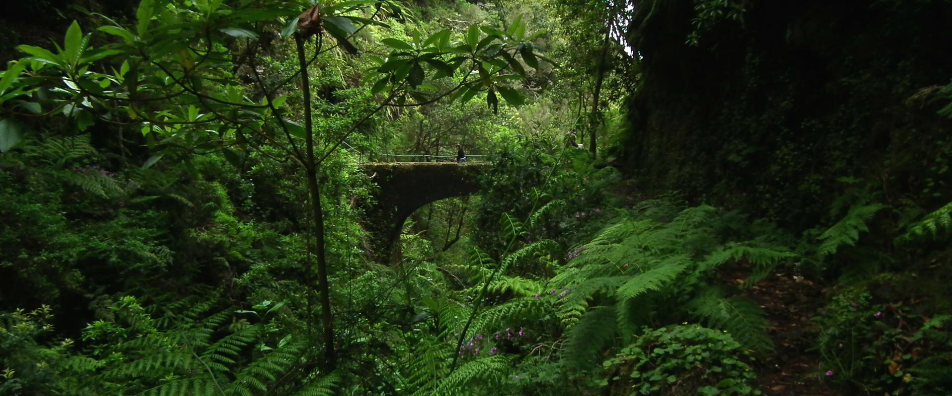 Laurissilva Forest