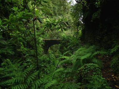 A view of a dense, green forest path leading towards a small stone bridge or aqueduct structure in the background, surrounded by lush ferns and laurel trees.