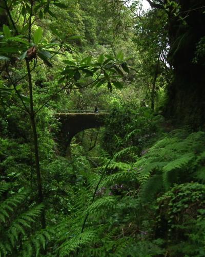 A view of a dense, green forest path leading towards a small stone bridge or aqueduct structure in the background, surrounded by lush ferns and laurel trees.