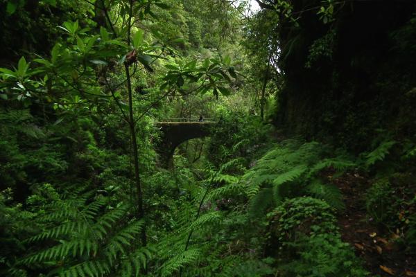 Laurissilva Forest