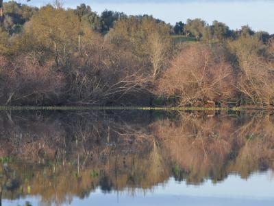 A landscape photograph showing a calm body of water reflecting a dense line of deciduous trees and shrubs on the opposite bank under a clear sky.