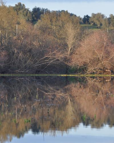 A landscape photograph showing a calm body of water reflecting a dense line of deciduous trees and shrubs on the opposite bank under a clear sky.
