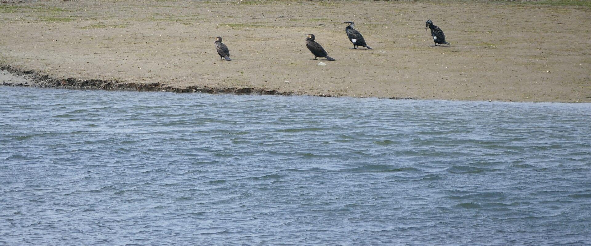 Boat Trip Through The Gilão River/Ria Formosa